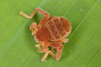Media type: image;   Invertebrate Zoology 30915
